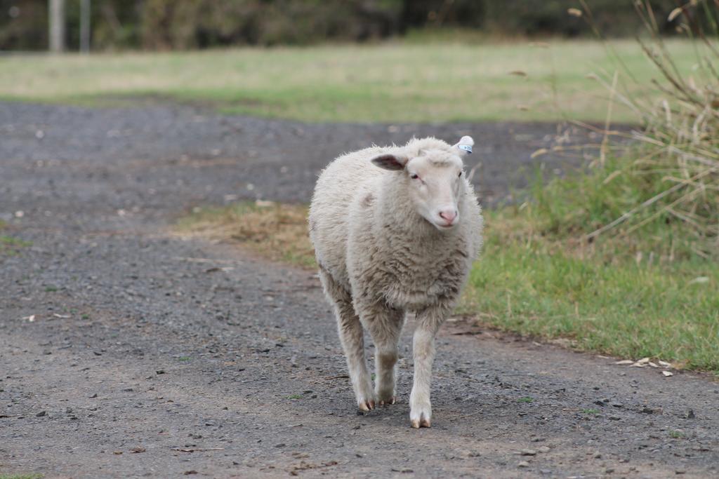 Bimbadeen Phillip Island Farm Retreats Ventnor Buitenkant foto